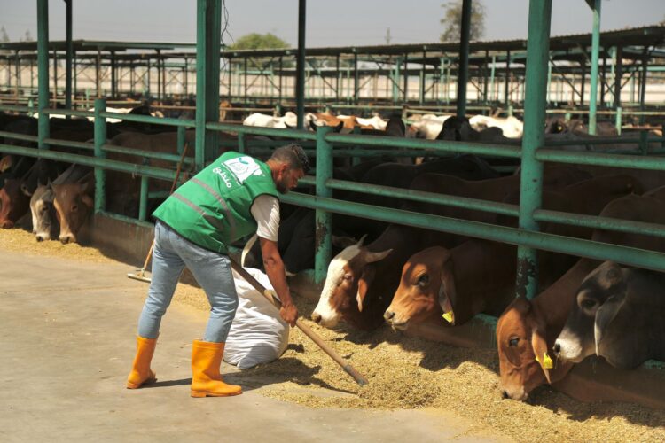 “تحت شعار الخير فرحة”.. من مزارعنا للمستفدين مصر الخير تطلق حملة صك الأضحية لعام٢٠٢٥